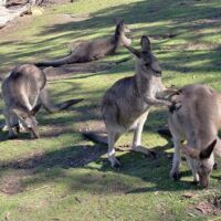 Kängurus im Bonorong Wildlife Sanctuary Brighton, Tasmania<br>
Vier von geschätzt 30.000 Kängurus auf der Insel AUS-TAS-2.15_liegewiese_mona_hobart_tasmania