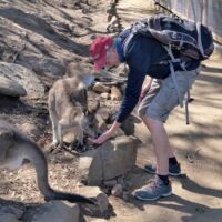 Kängurus im Bonorong Wildlife Sanctuary Brighton, Tasmania<br>
Einfach nur niedlich... AUS-TAS-2.15_liegewiese_mona_hobart_tasmania