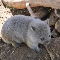 Wombat im Bonorong Wildlife Sanctuary Brighton, Tasmania AUS-TAS-2.15_liegewiese_mona_hobart_tasmania