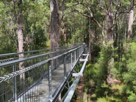 Tree Top Walk im Valley of the Giants, Western Australia<br>
In 40 m Höhe inmitten von riesigen Red Tingle Trees Tree Top Walk im Valley of the Giants, Western Australia
