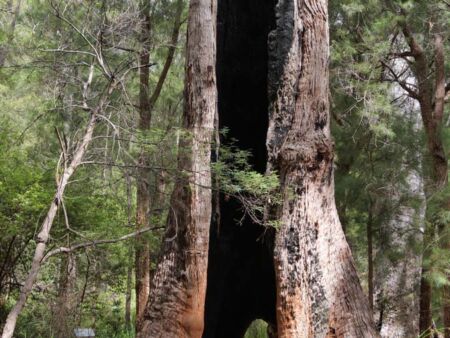 The Ancient Empire Walk im Valley of the Giants, Western Australia The Ancient Empire Walk im Valley of the Giants, Western Australia
