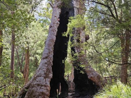 Giant Tingle Tree im Walpole-Nornalup National Park, Western Australia<br>
Mit 24 m Umfang einer der dicksten Eukalyptusbäume der Welt Giant Tingle Tree im Walpole-Nornalup National Park, Western Australia