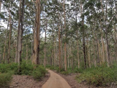 Boranup Drive im Leeuwin-Naturaliste National Park, Western Australia Boranup Drive im Leeuwin-Naturaliste National Park, Western Australia