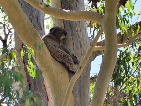 Koala Boardwalk im Yanchep National Park, Western Australia Koala Boardwalk im Yanchep National Park, Western Australia