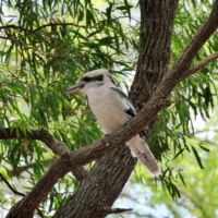 Kookaburra im Walpole-Nornalup National Park, Western Australia<br>
Mich sieht man nur ganz selten Kookaburra im Walpole-Nornalup National Park, Western Australia