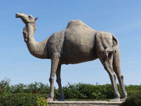 "Sara the Camel" in Glenboro, Manitoba "Sara the Camel" in Glenboro, Manitoba