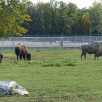Weißer Bison im Assiniboine Park Zoo in Winnipeg, Manitoba