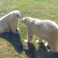 Eisbären im Assiniboine Park Zoo in Winnipeg, Manitoba