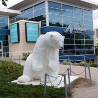 Eisbär in Gimli, Manitoba