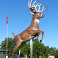 Hirsch in Eriksdale, Manitoba