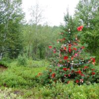 Grand Falls-Windsor, Neufundland<br>
Corduroy Pond Trail mit geschmücktem Weihnachtsbaum mitten im Wald Grand Falls-Windsor Corduroy Pond Trail, Neufundland
