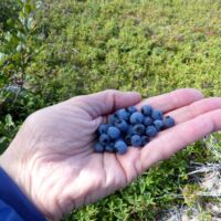Heidelbeeren auf Fogo Island, Neufundland Heidelbeeren auf Fogo Island, Neufundland