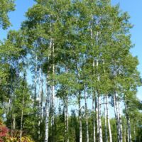 Birkenwald am Mount McKay Thunder Bay, Ontario