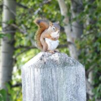 Eichhörnchen im Bell Park in Sudbury, Ontario