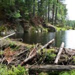 Beaver Pond Trail im Algonquin Provincial Park, Ontario