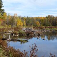 Elk Island National Park, Alberta