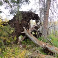 Elk Island National Park, Alberta