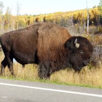 Bison im Elk Island National Park, Alberta