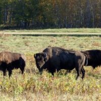 Bisons im Elk Island National Park, Alberta