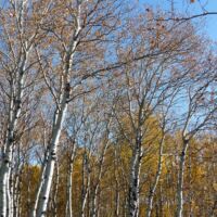 Prince Albert National Park, Saskatchewan