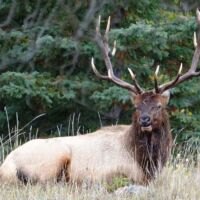Wapitihirsch in Jasper, Alberta