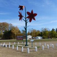 World’s largest Lily in Parkside, Saskatchewan