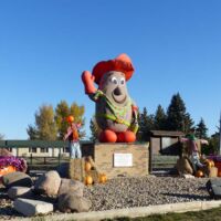 Pinto MacBean in Bow Island, Alberta