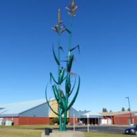 Giant Corn Stalk in Taber, Alberta