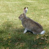 Hase am Provincial Legislative Building in Regina, Saskatchewan
