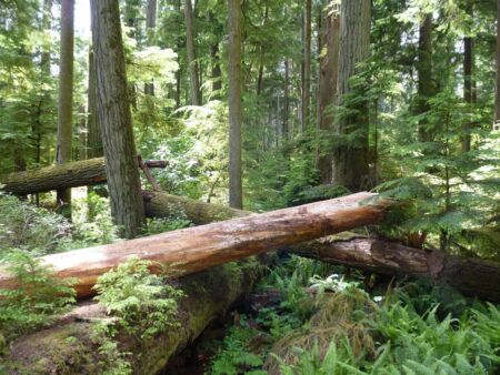 Cathedral Grove im MacMillan Provincial Park auf Vancouver Island, British Columbia Cathedral Grove im MacMillan Provincial Park auf Vancouver Island, British Columbia