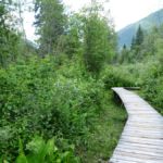 Skunk Cabbage Trail im Mount Revelstoke Nationalpark, British Columbia