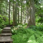 Giant Cedars Trail im Mount Revelstoke Nationalpark, British Columbia