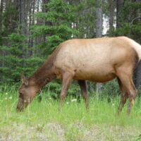 Weißwedelhirsch im Jasper National Park in Alberta