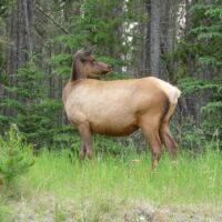 Weißwedelhirsch im Jasper National Park in Alberta