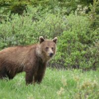 Grizzly am Icefields Parkway vor Lake Louise in Alberta