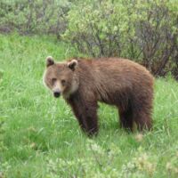 Grizzly am Icefields Parkway vor Lake Louise in Alberta