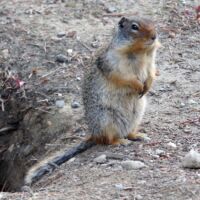 Erdhörnchen im Yoho National Park in British Columbia