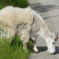 Schneeziege im Revelstoke National Park in British Columbia