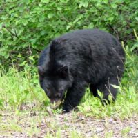 Schwarzbär im Revelstoke National Park in British Columbia