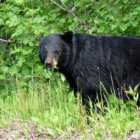 Schwarzbär im Revelstoke National Park in British Columbia