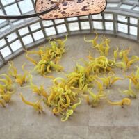 The Ritz Carlton, Singapore<br>
"Sunrise" von Dale Chihuly Sunrise (The Ritz Carlton, Singapore)