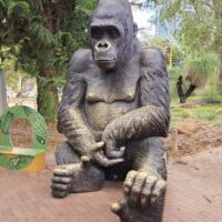 Perth Zoo, Western Australia<br>
"Mina - Wild Mother Eastern Lowland Gorilla" von Gillie and Marc Mina - Wild Mother Eastern Lowland Gorilla (Perth, Western Australia)