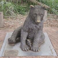 Perth Zoo, Western Australia<br>
"Arturo - Wild Baby Marsican Brown Bear" von Gillie and Marc Arturo - Wild Baby Marsican Brown Bear (Perth, Western Australia)