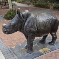 Windsor Park Perth, Western Australia<br>
"Genevieve - Wild Baby White Rhino" von Gillie and Marc Genevieve - Wild Baby White Rhino (Perth, Western Australia)