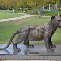 Windsor Park Perth, Western Australia<br>
"Charlotte - Wild Baby Bengal Tiger" von Gillie and Marc Charlotte - Wild Baby Bengal Tiger (Perth, Western Australia)