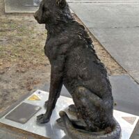 Windsor Park Perth, Western Australia<br>
"Stella - Wild Baby Cheetah" von Gillie and Marc Stella - Wild Baby Cheetah (Perth, Western Australia)