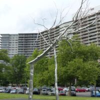 Philadelphia, Pennsylvania<br>
"Symbiosis" von Roxy Paine Symbiosis (Philadelphia, Pennsylvania)