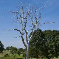 St. Louis Art Museum, Missouri<br>
"Placebo" von Roxy Paine Placebo (St. Louis, Missouri)