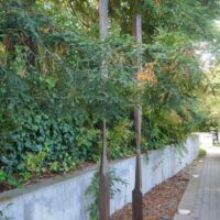 Damian Marker I und Moline Coupled Column (San Francisco, California)
