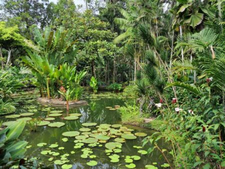 Botanical Gardens, Singapore<br>
Über 10.000 Pflanzenarten und als einziger tropischer botanischer Garten weltweit UNESCO-Welterbe Botanical Gardens, Singapore